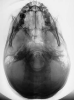 Fig. 11.120 SMV.