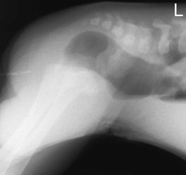 intestinul distal pentru a evalua nivelul atreziei. Radiografia trebuie să