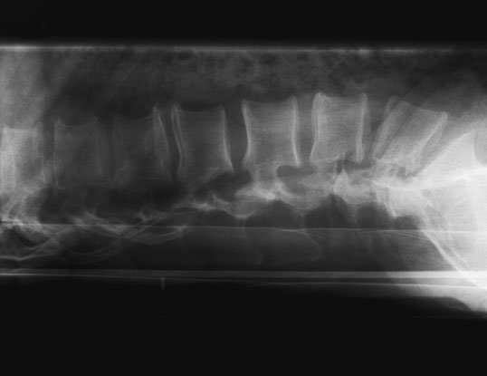 Figura 3: Aspect radiografic / Poziționare (Clark Ed. 12)