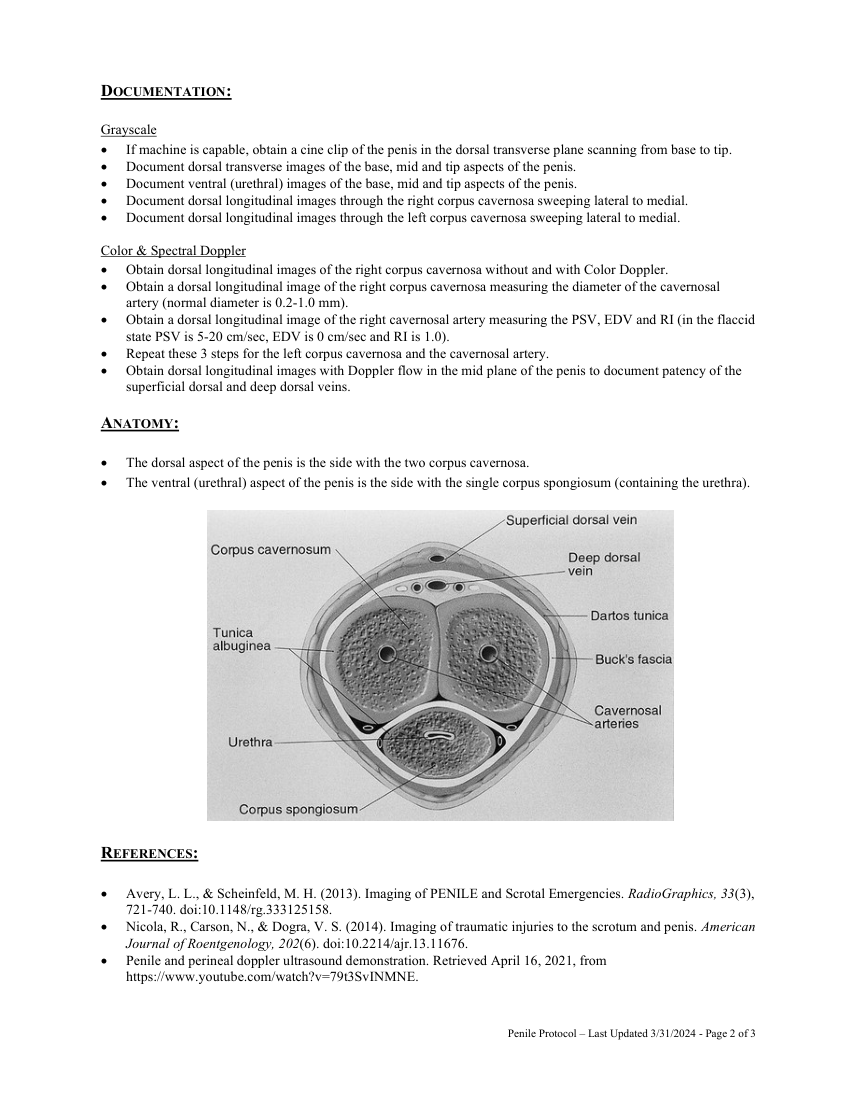 Penis — pagina 2
